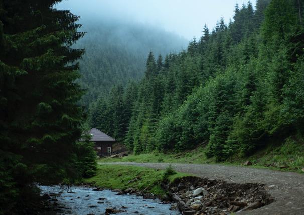 Carpathian forest